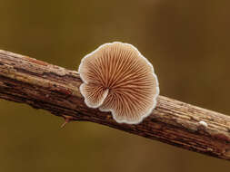 Image of Crepidotus variabilis (Pers.) P. Kumm. 1871