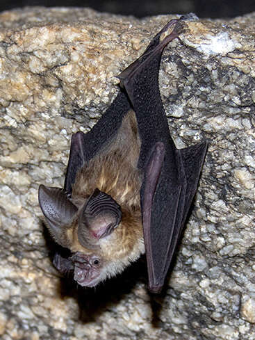 Image of Kolar Leaf-nosed Bat