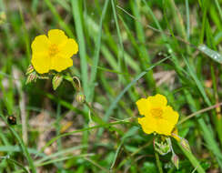 Image of Common Rock-rose