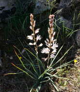 Image of White asphodel