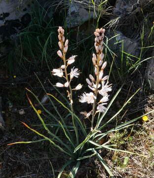 Image of White asphodel