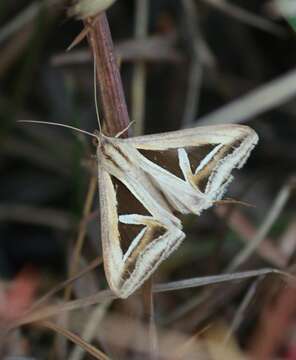 Image of Trigonodes hyppasia Cramer 1779