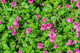 Image of Diascia vigilis O. M. Hilliard & B. L. Burtt