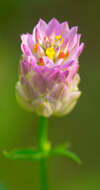 Image of blood milkwort