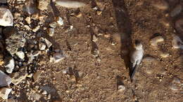 Image of Pale Crag Martin