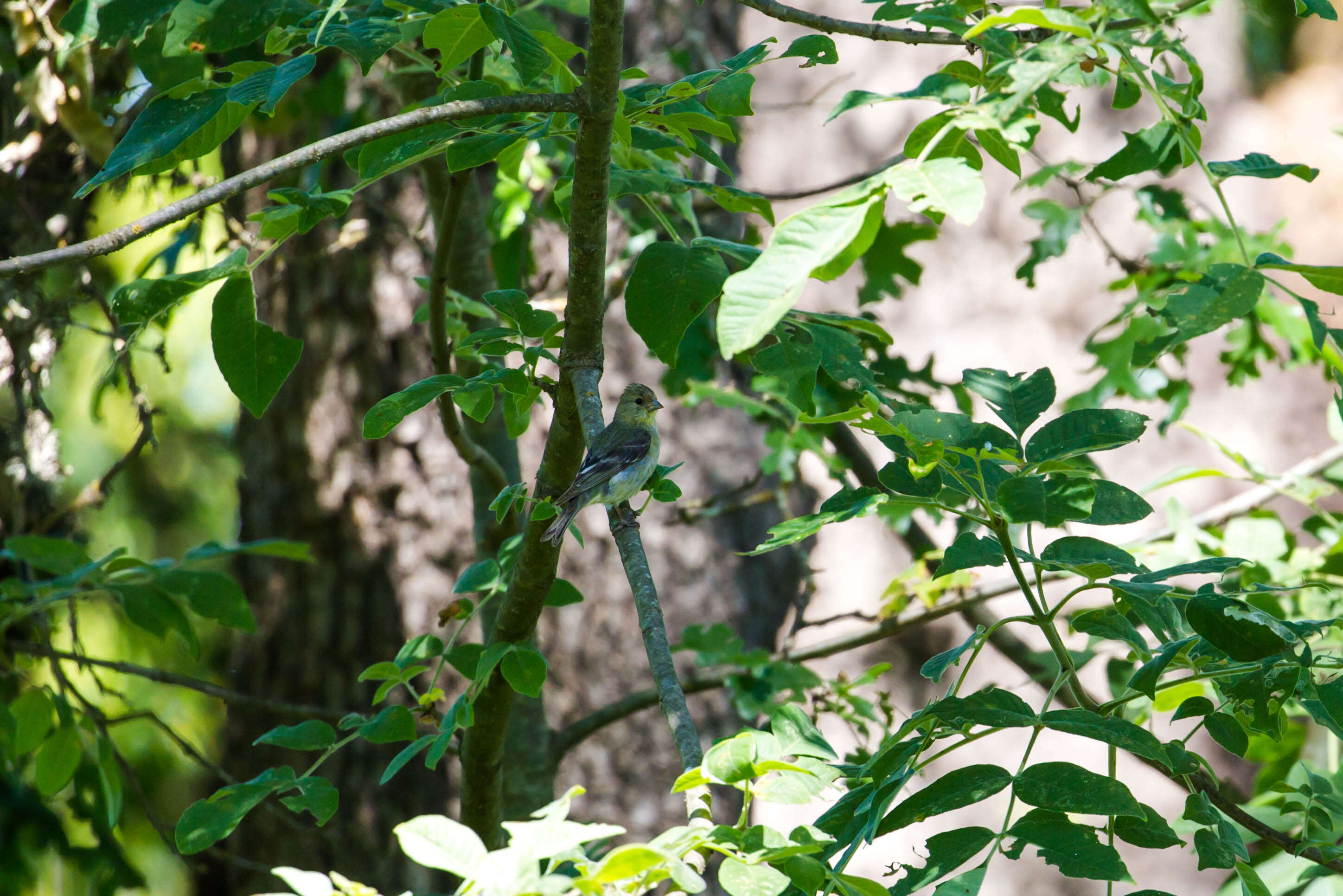 Image of Lesser Goldfinch