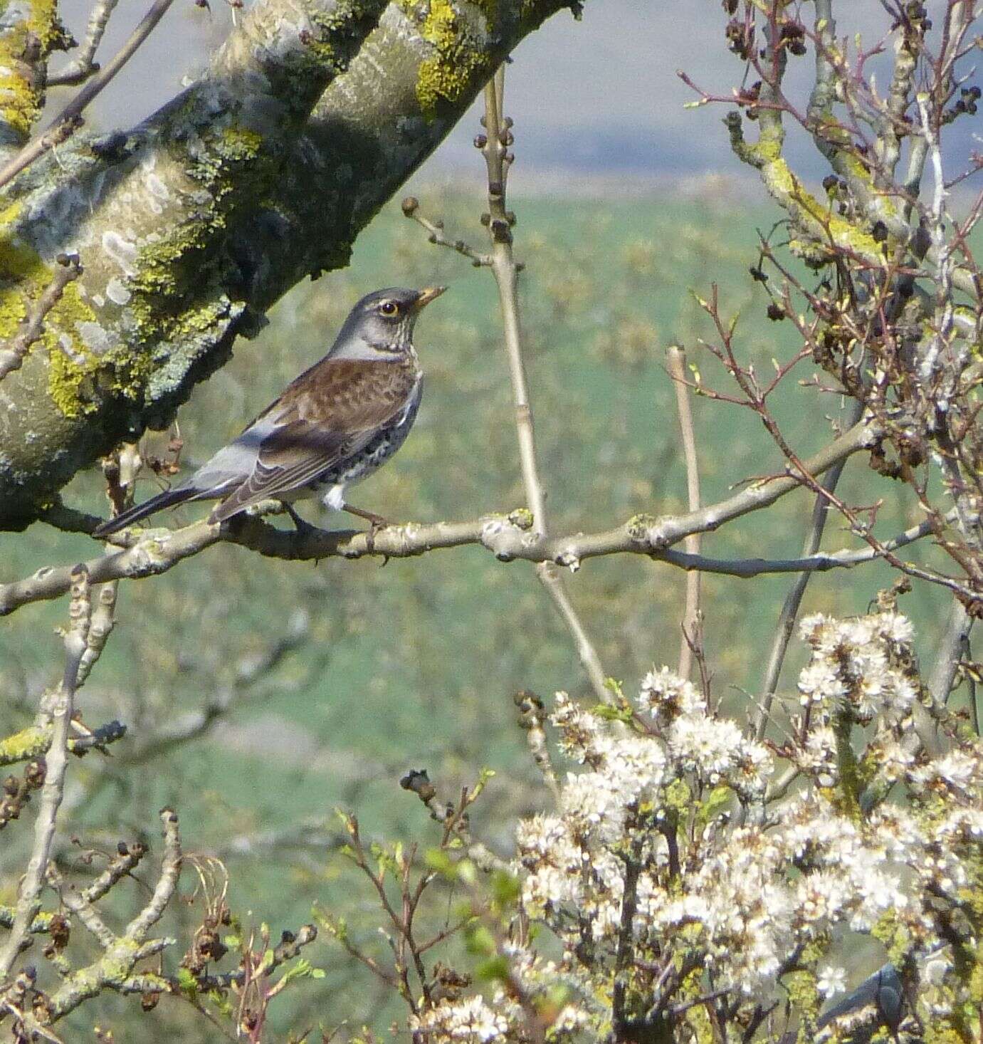 Image of Fieldfare