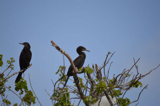 Image of Neotropic Cormorant