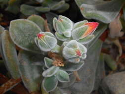 Image of Echeveria pulvinata Rose