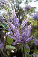 Image of Ginger Bush