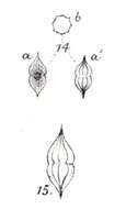 Plancia ëd Desmatractum West & G. S West 1902