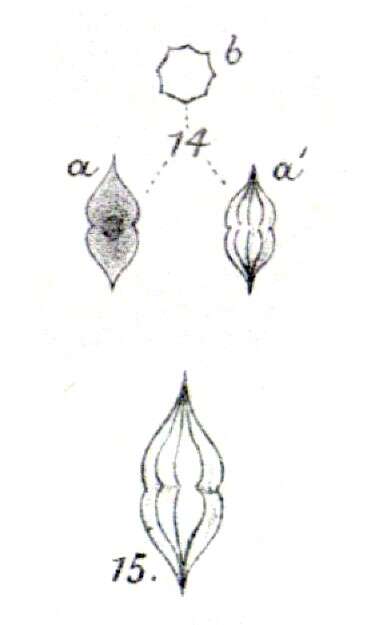 Plancia ëd Desmatractum West & G. S West 1902