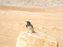 Image of Hooded Wheatear