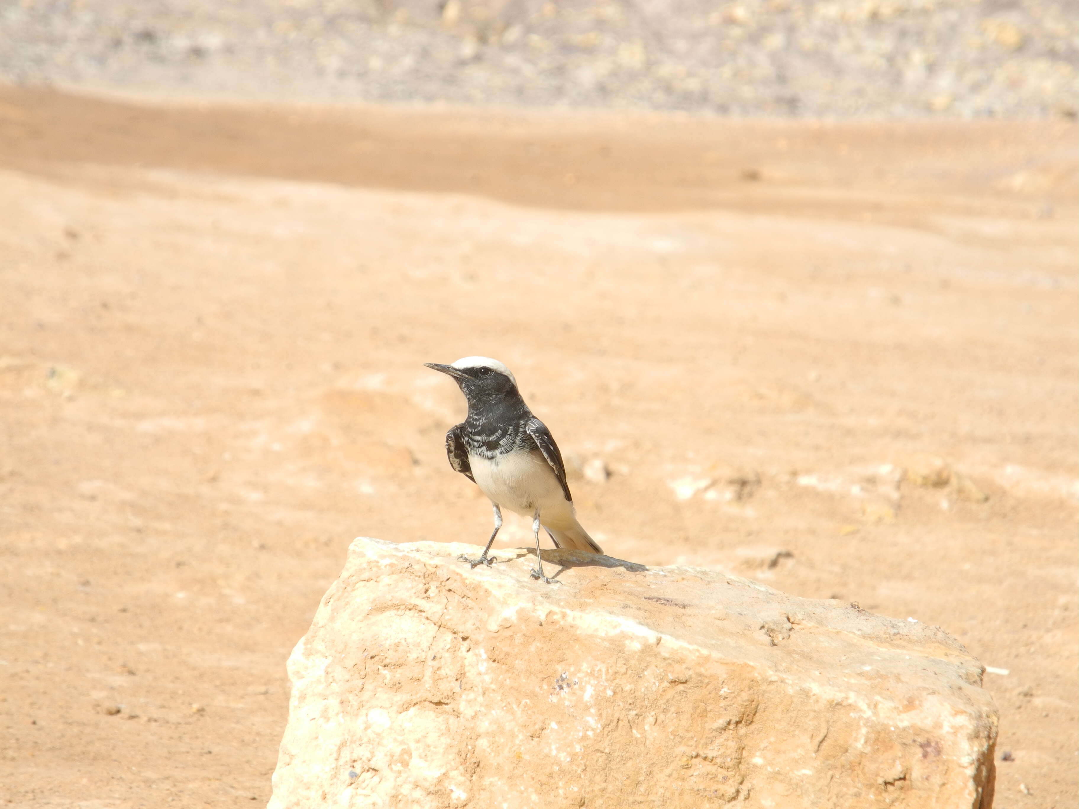 Image of Hooded Wheatear