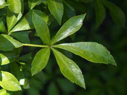 Image of Fiveleaf aralia