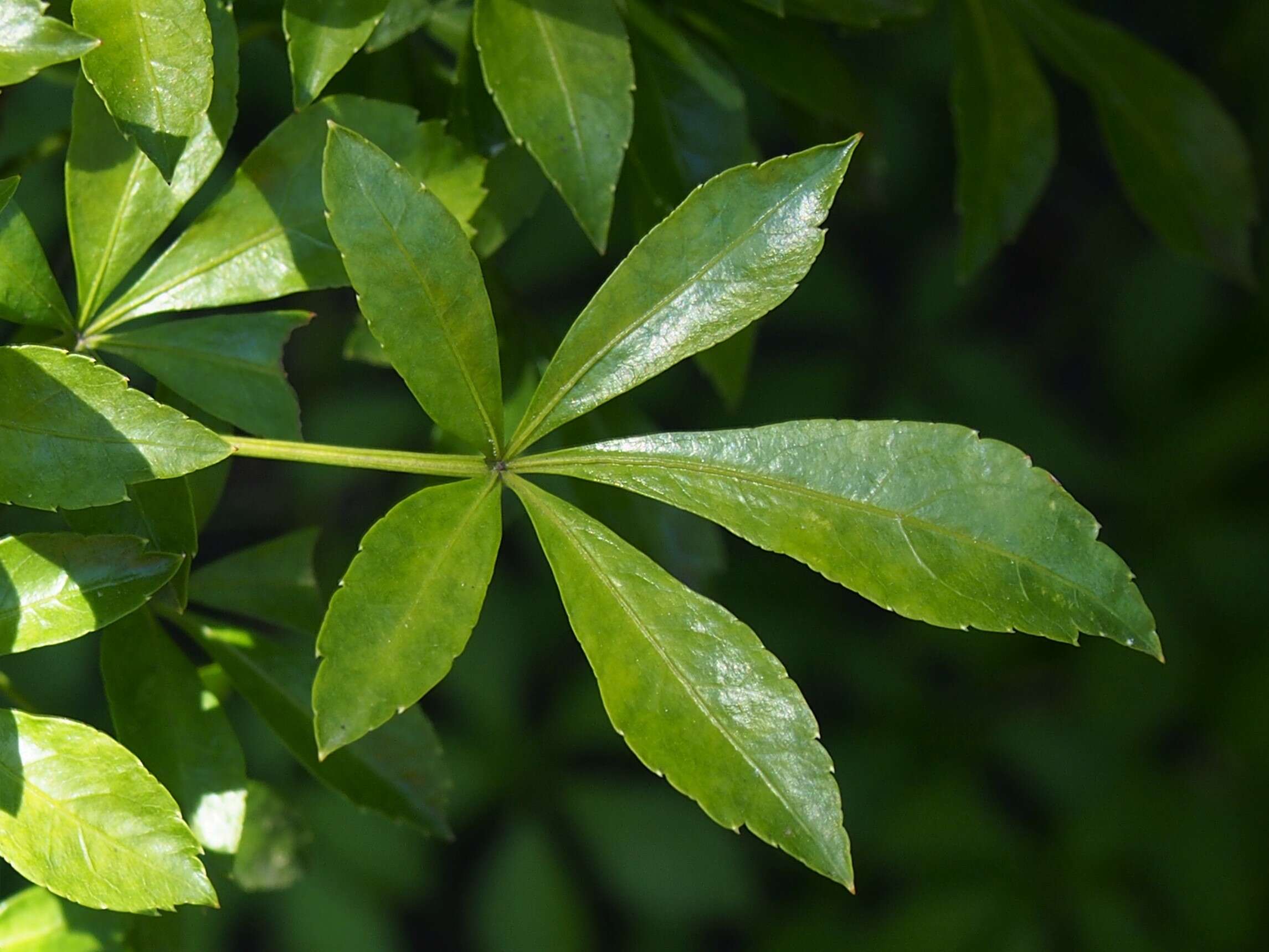 Image of Fiveleaf aralia