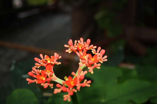 Imagem de Jatropha podagrica Hook.