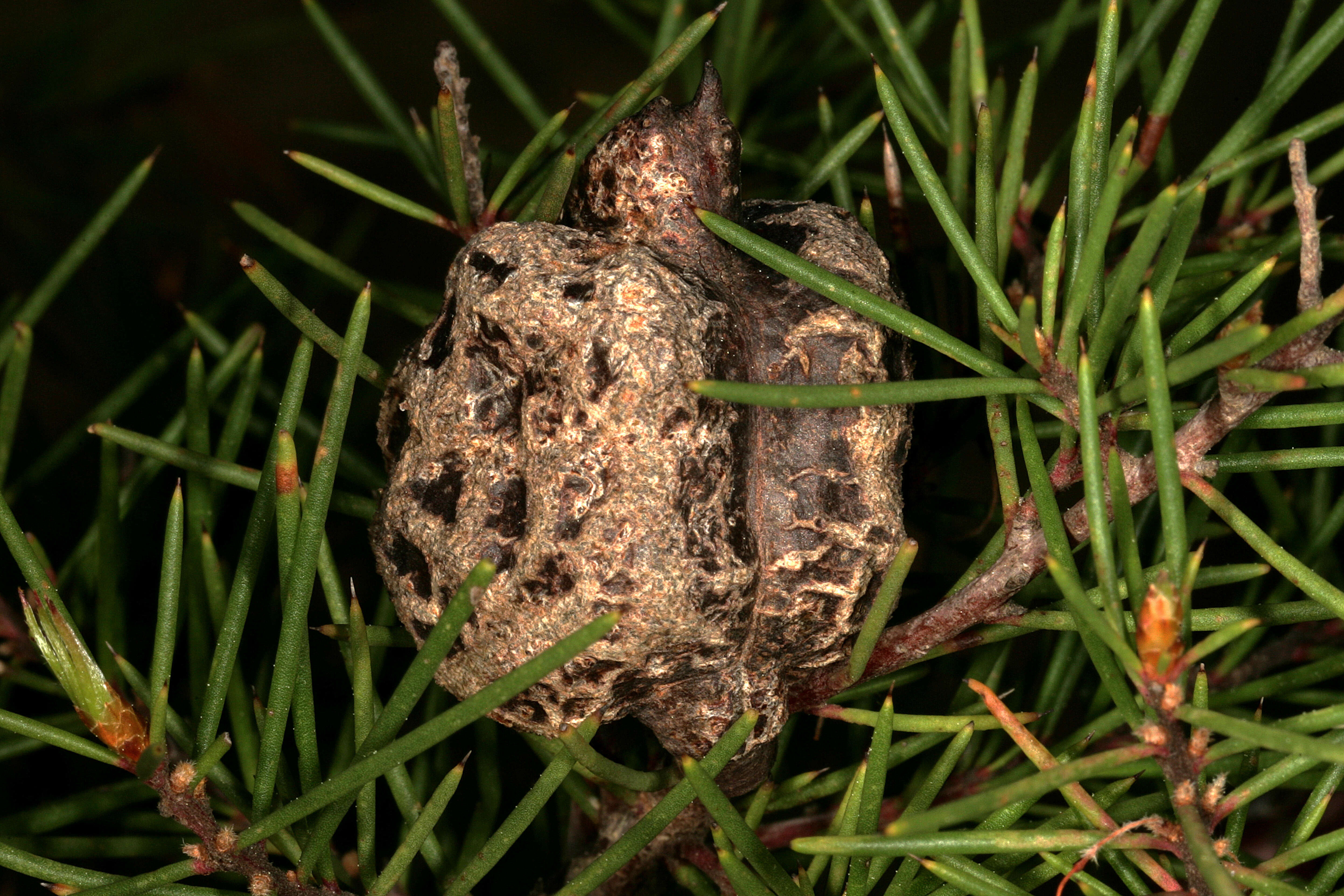 Image of Hakea sericea Schrad. & J. C. Wendl.