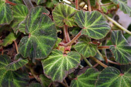 Image de Begonia soli-mutata