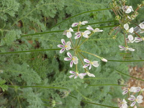 Image of Pelargonium triste (L.) L'Her.