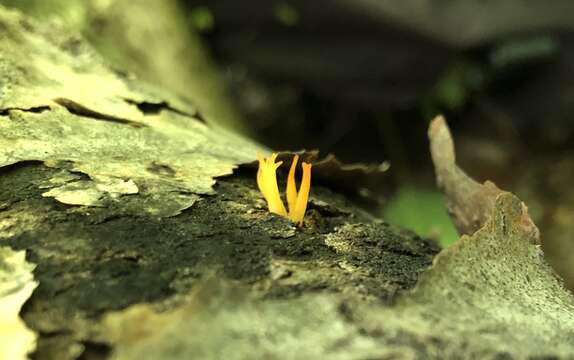 Imagem de Calocera cornea (Batsch) Fr. 1827