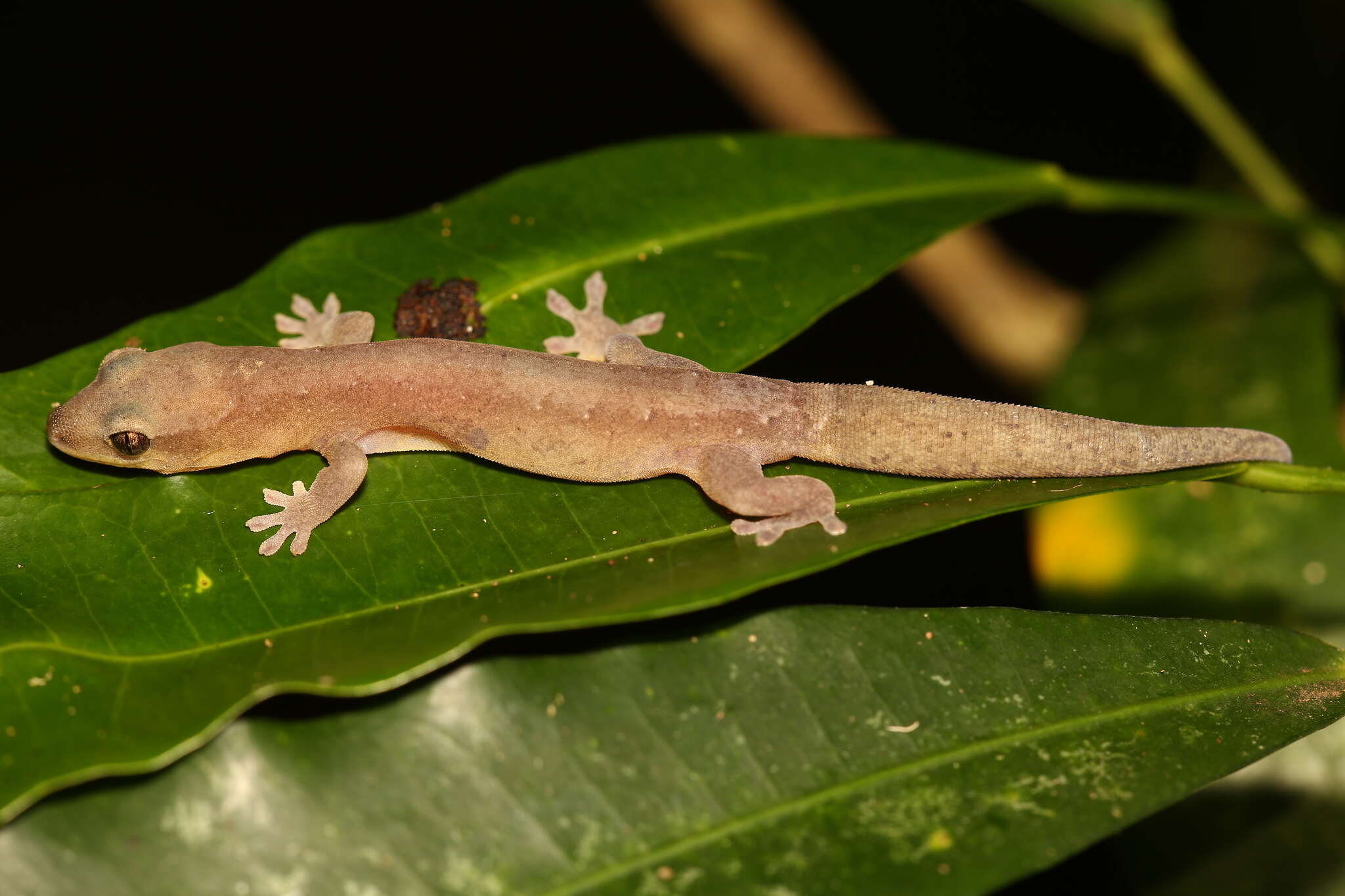 Image of Dierogekko