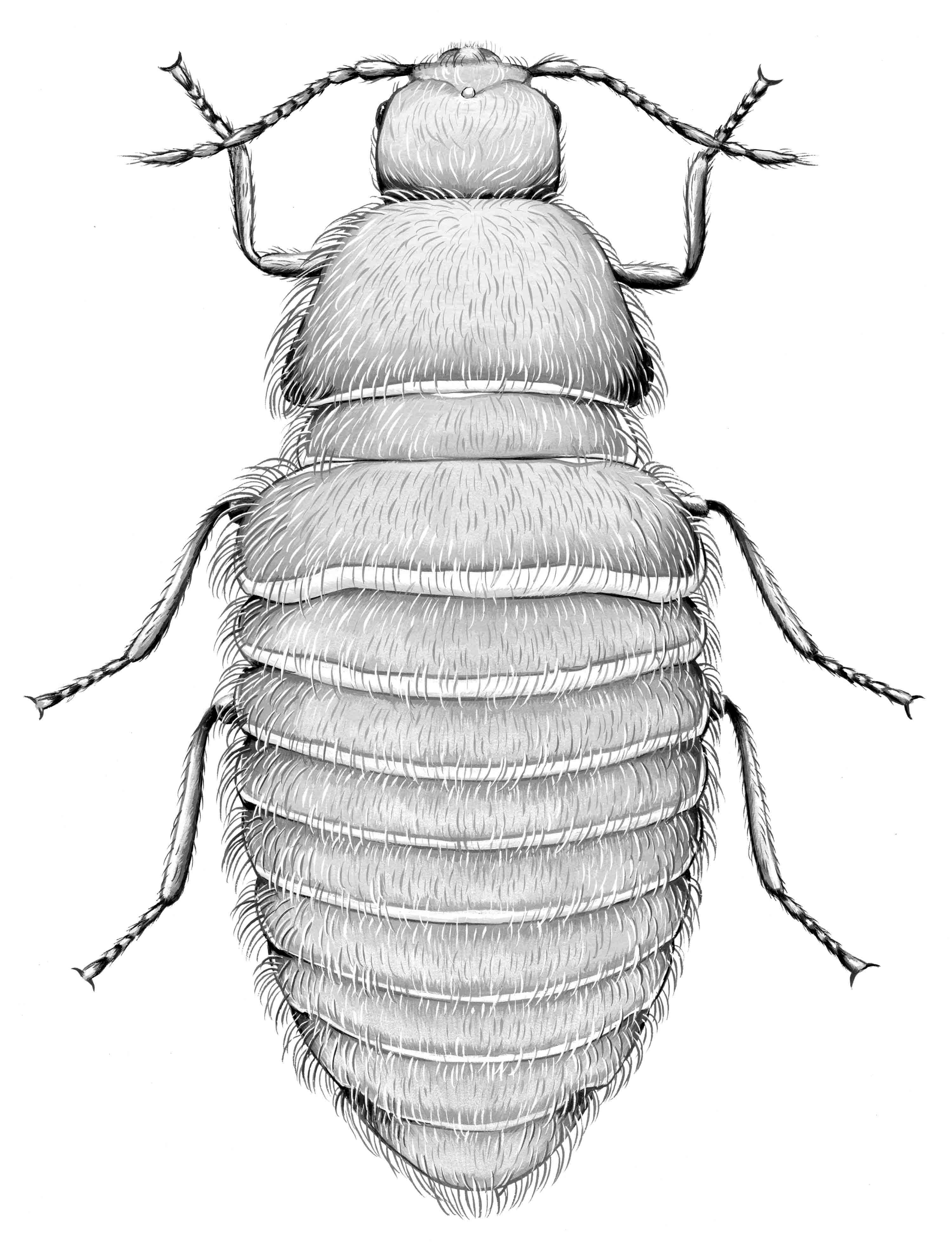 Image of Trinodinae