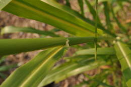 Image of Johnson grass