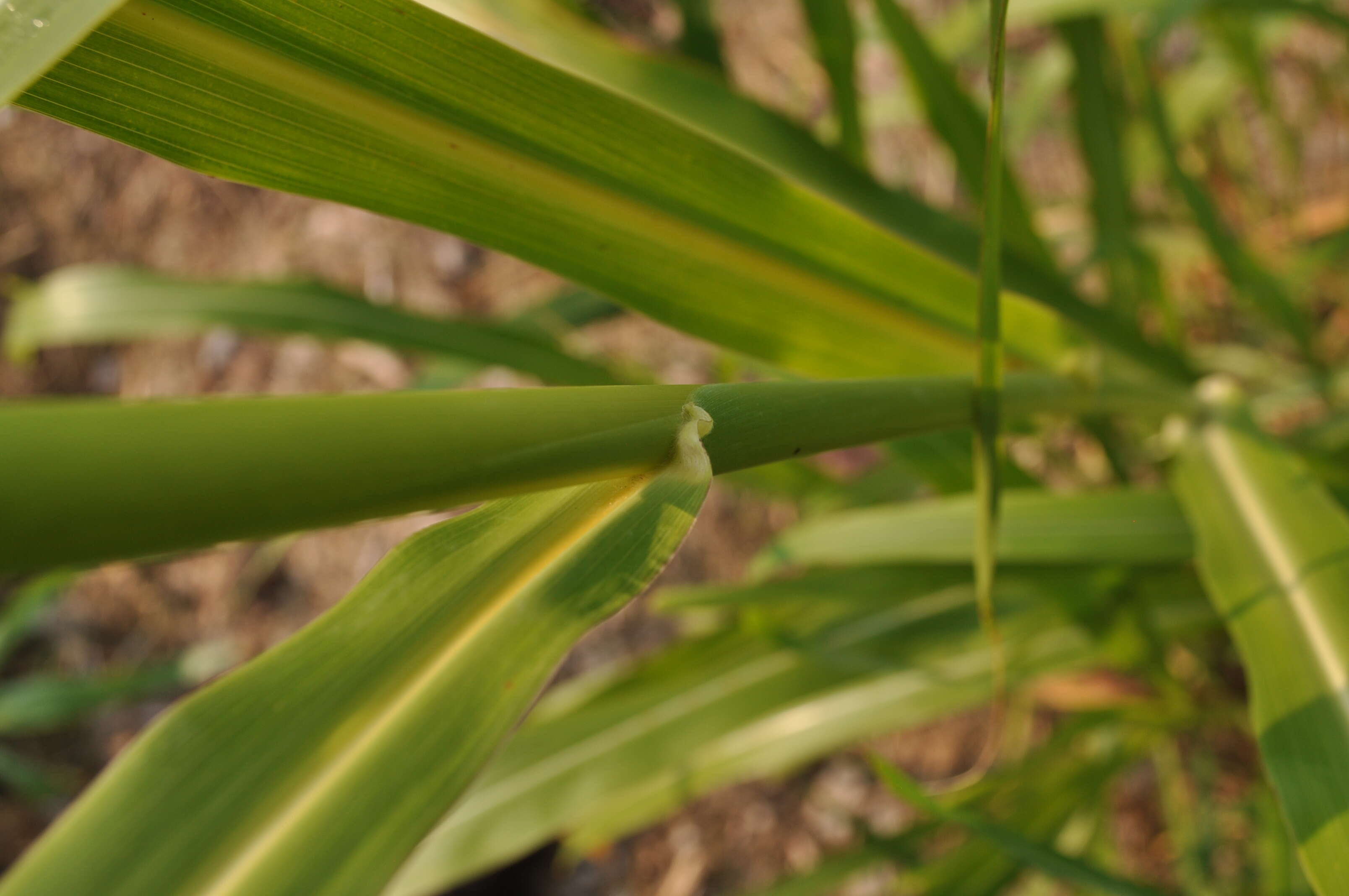 Image of Johnson grass