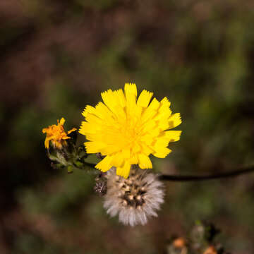 Слика од Picris hieracioides L.