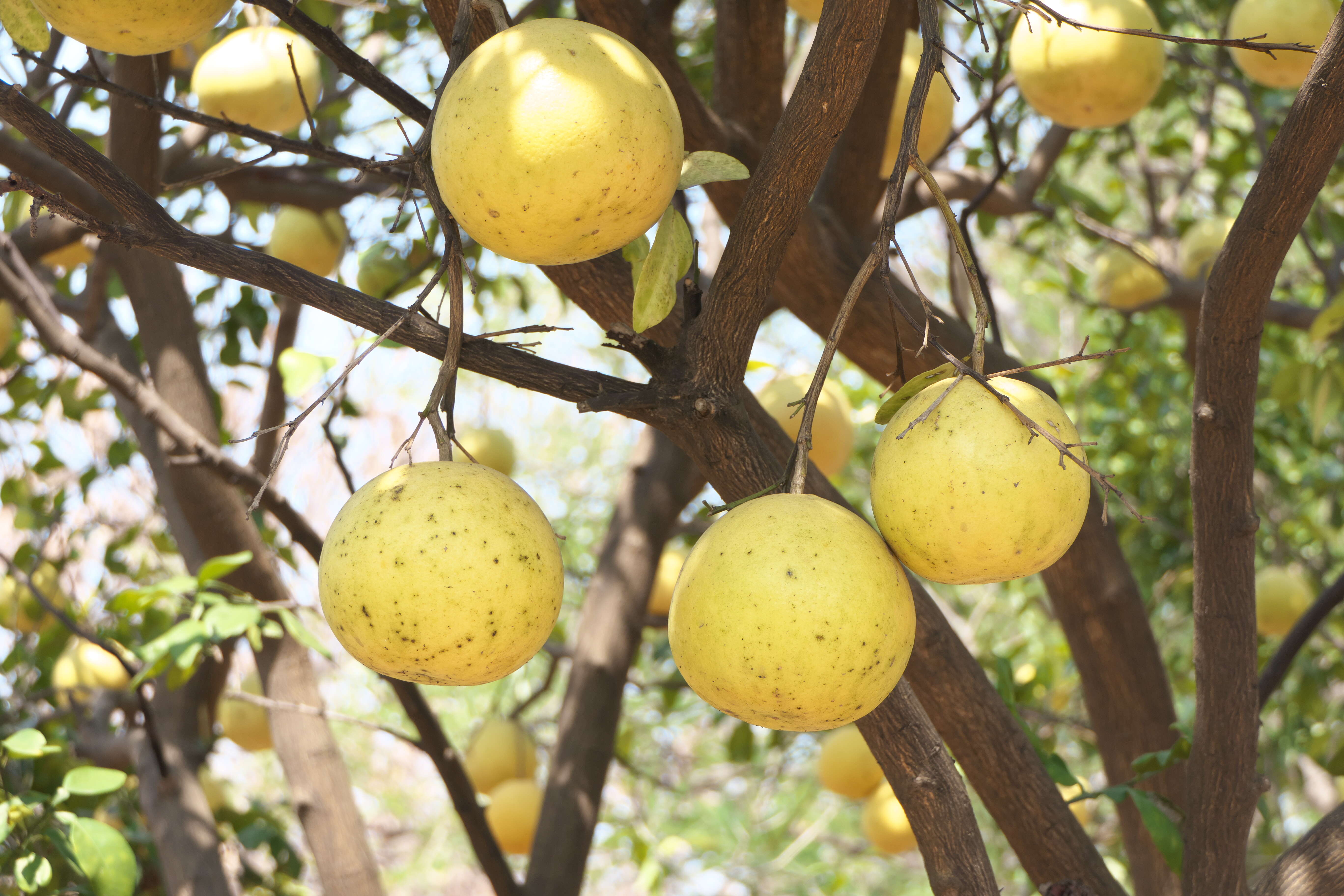 Image of Citrus maxima