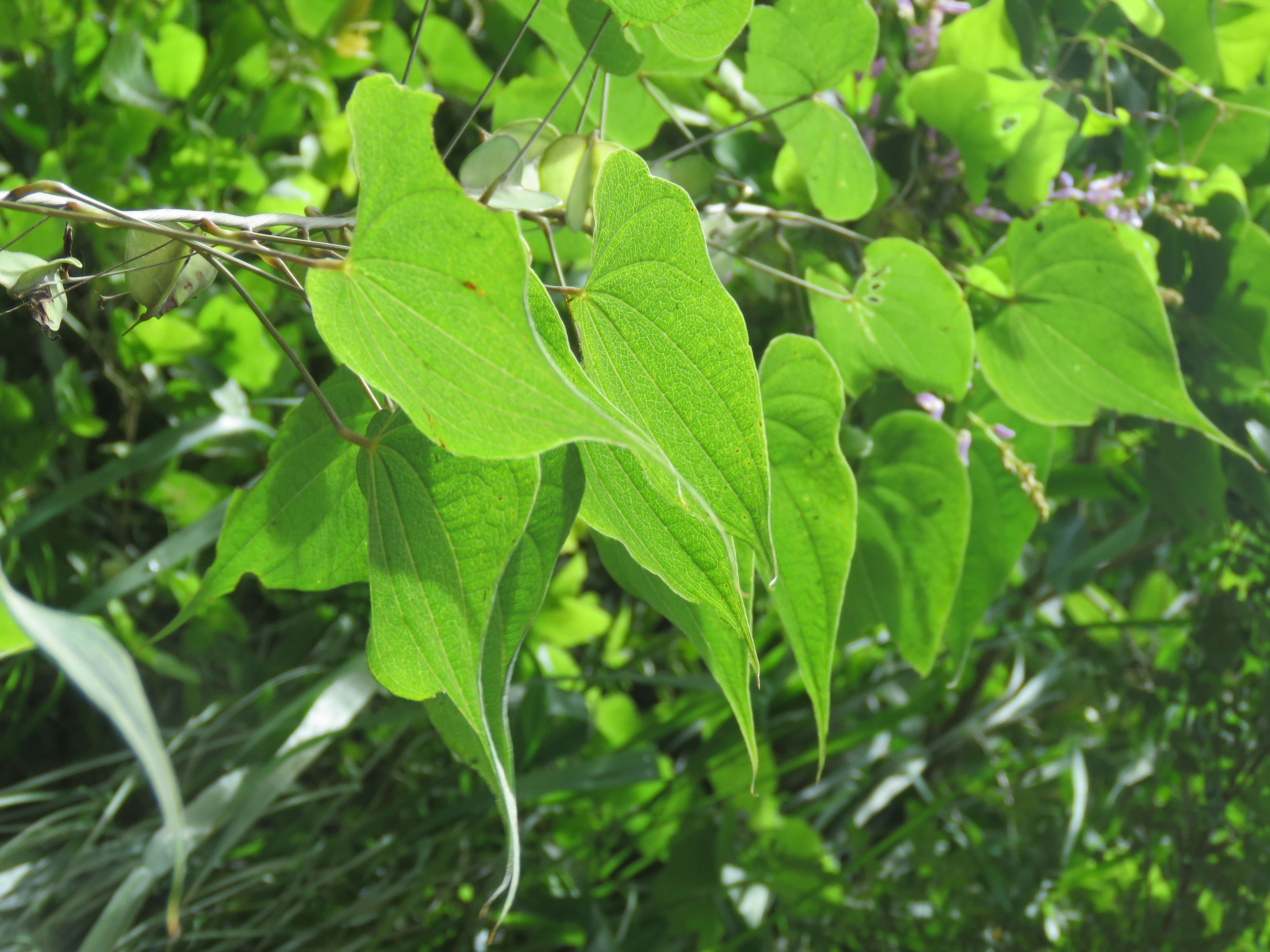 صورة Dioscorea deltoidea Wall. ex Griseb.