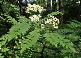 Image of Sorbus koehneana C. K. Schneid.