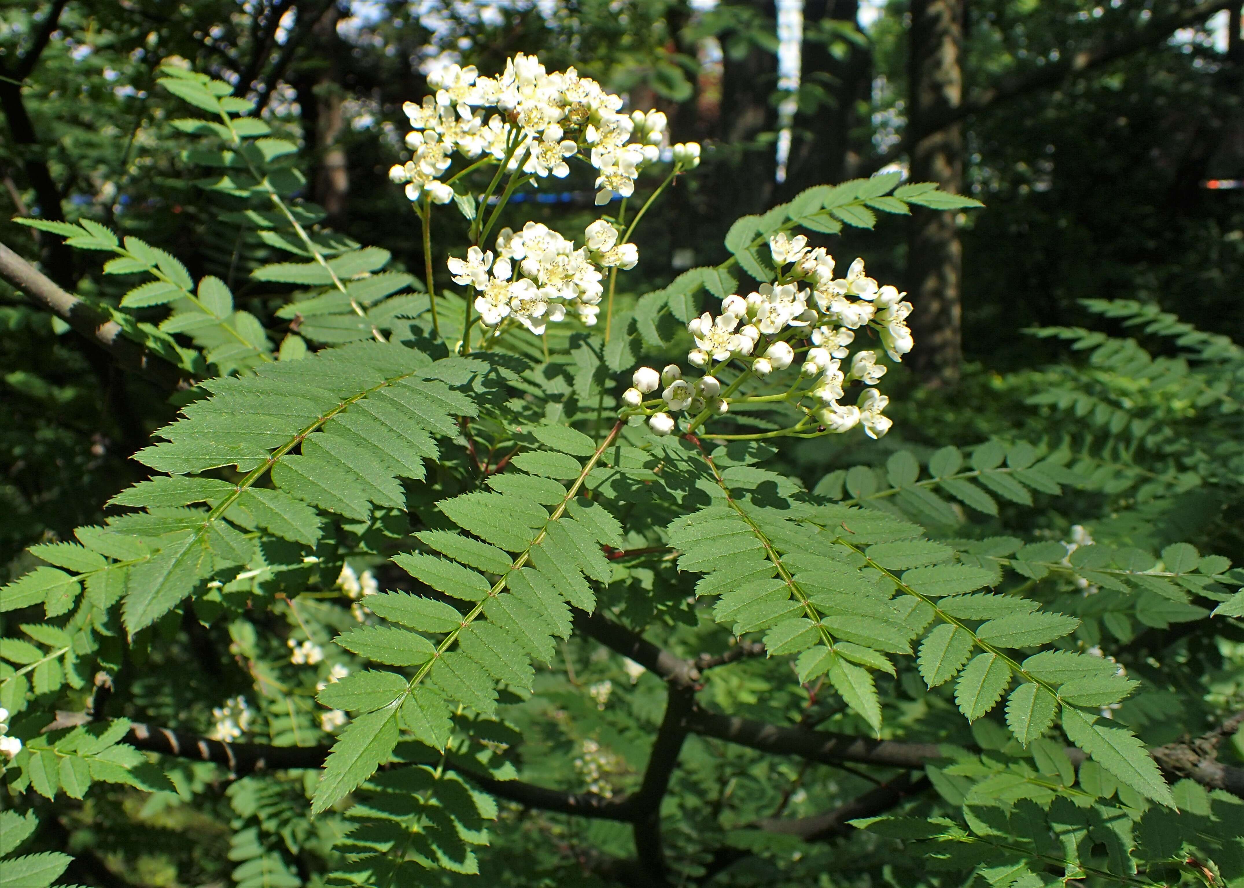 Imagem de Sorbus koehneana C. K. Schneid.