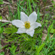 Image of alpine anemone