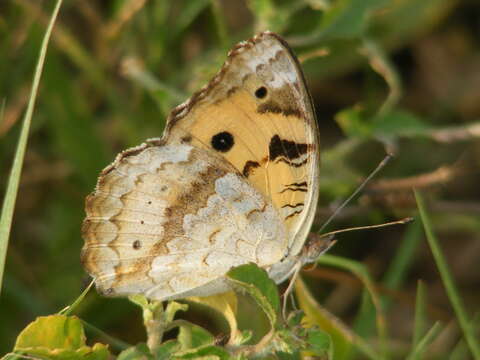 Imagem de Junonia hierta Fabricius 1798