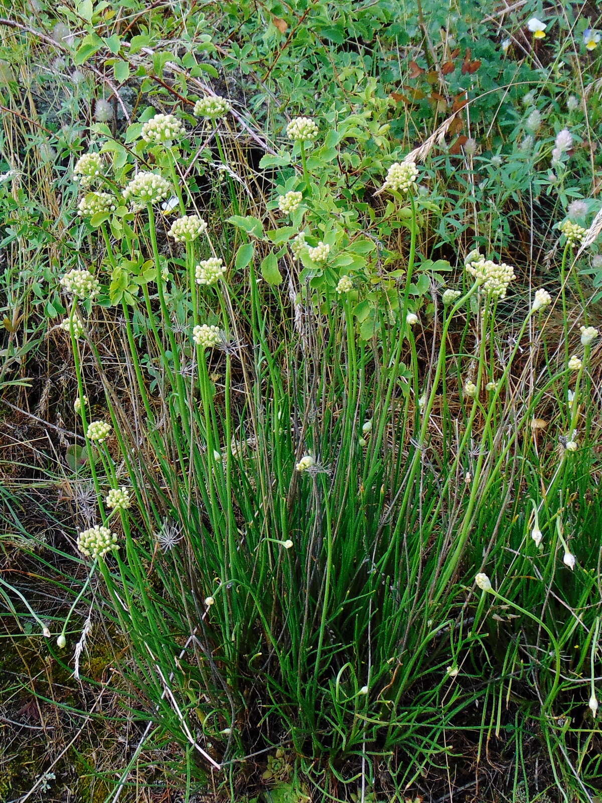 Image of Allium flavescens Besser