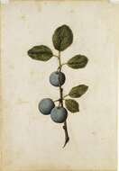 Image of Prunus domestica var. nigra