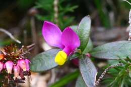 Image of shrubby milkwort