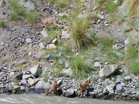 Image of Markhor