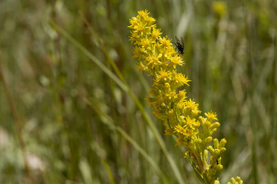 Image of Mt. Albert goldenrod