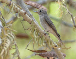 صورة Muscicapa dauurica Pallas 1811