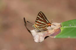 Слика од Cigaritis vulcanus