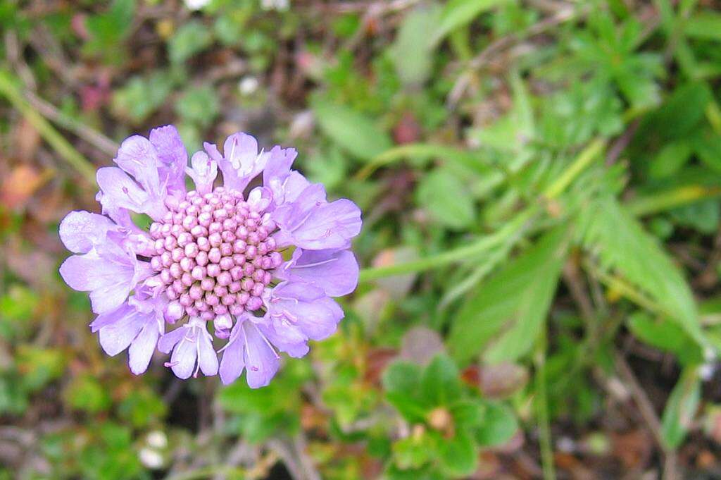 Image of glossy scabious