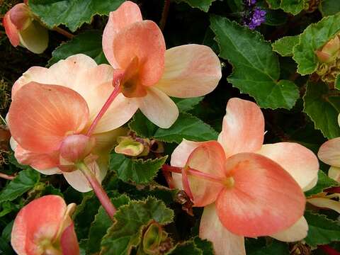 Слика од Begonia tuberhybrida Voss