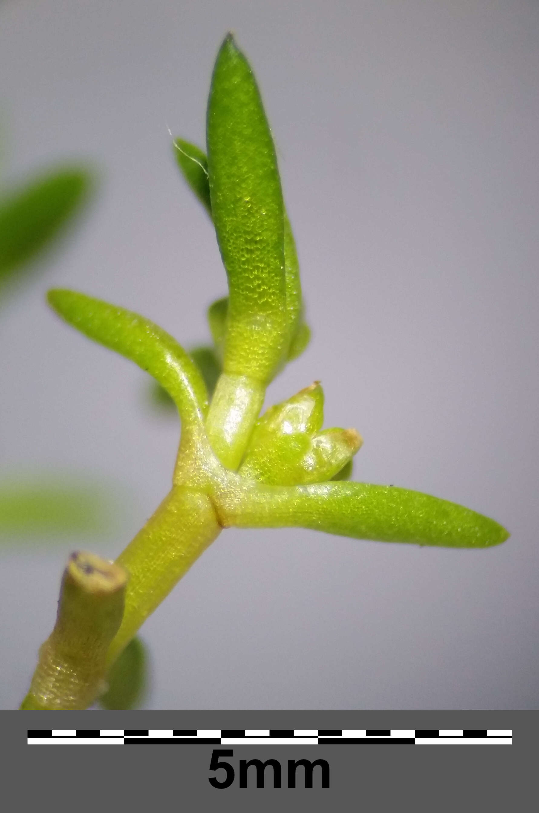 Image of water pygmyweed