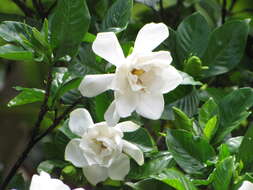 Image of Cape jasmine