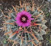 Image of Ferocactus latispinus (Haw.) Britton & Rose