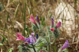 Image of Echium judaeum Lacaita