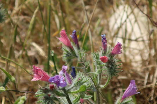 Echium judaeum Lacaita的圖片